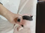 Pui bulldog francez