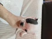 Pui bulldog francez