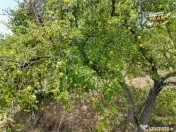 FILM! Confortabila ariere, 4.500 mp, arbori roditori, Sancra 