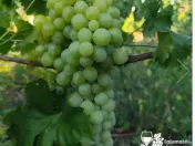 Butași viță de vie 