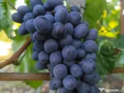 Butași viță de vie 