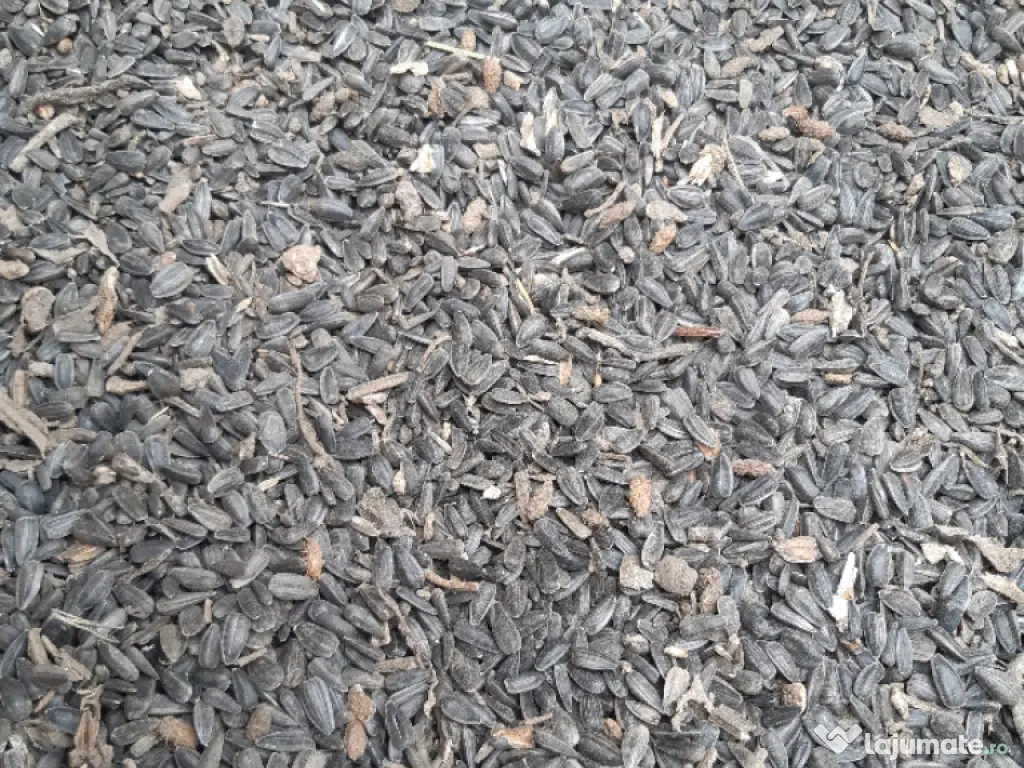 Vând floarea soarelui 2025