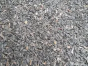 Vând floarea soarelui 2025