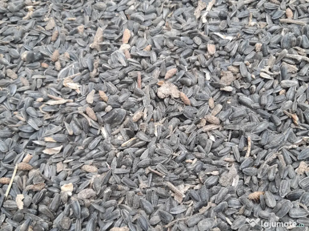 Vând floarea soarelui 2025