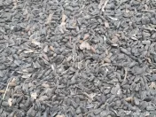 Vând floarea soarelui 2025