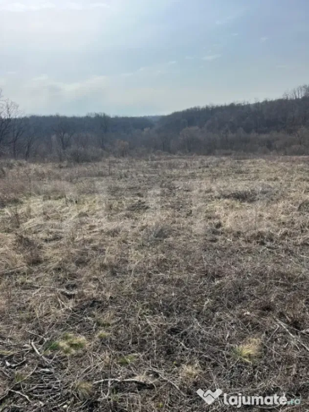 Teren intravilan de vanzare, 9783 mp, Paleu zona Iacului