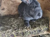 Iepuri Uriaș german 