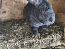 Iepuri Uriaș german