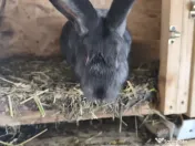 Iepuri Uriaș german 