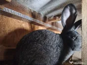 Iepuri Uriaș german 