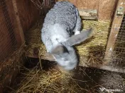 Iepuri Uriaș german 