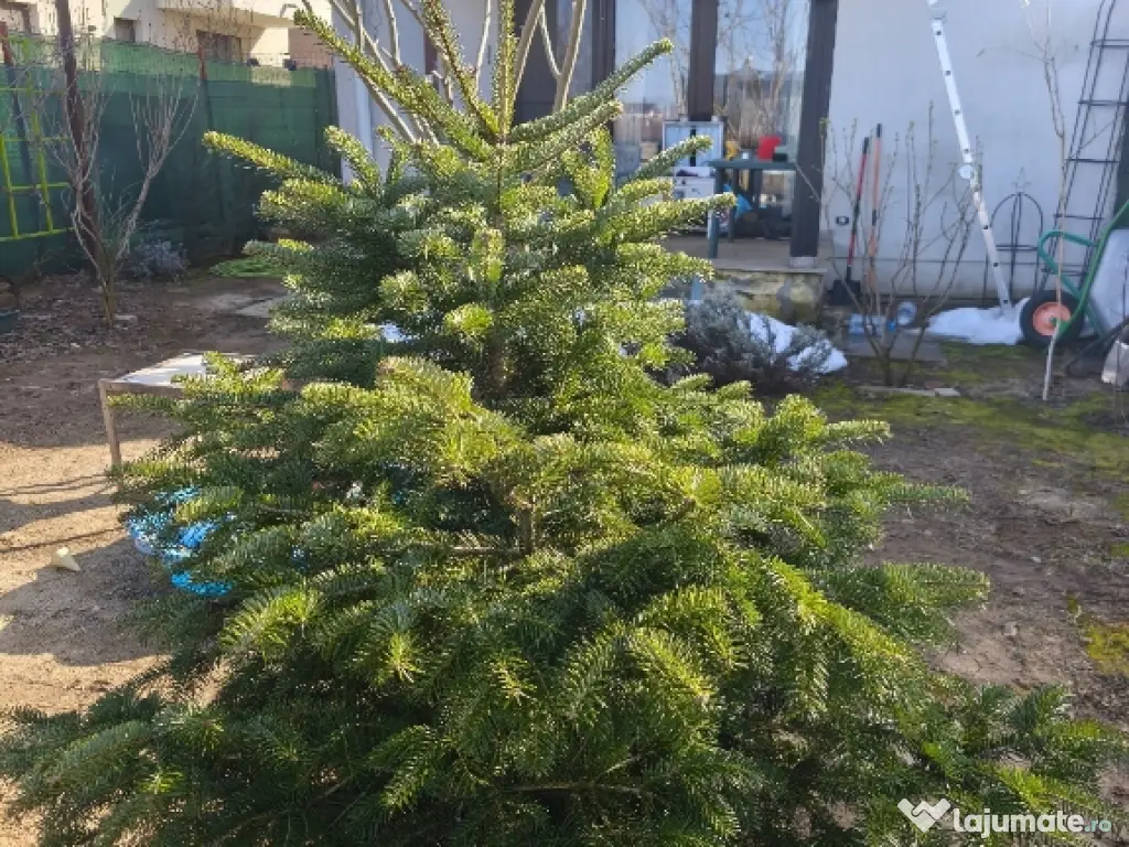 Casa de Vânzare in Corbeanca