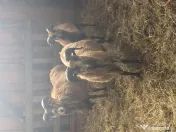 Oi de camerun si berbeci