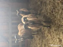 Oi de camerun si berbeci