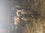 Oi de camerun si berbeci