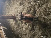 Oi de camerun si berbeci