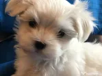 Bichon maltez mini toy