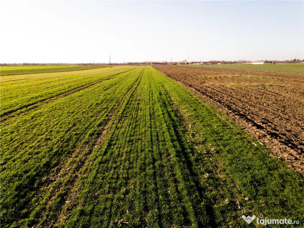 RECO teren 5000mp cu deschidere la DN19 Tamaseu