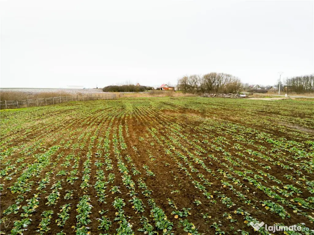 RECO . Teren extravilan 5000mp , 110ml front .