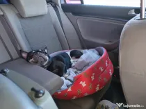 Vând cățelușa Bulldog francez