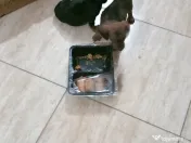 Căței Teckel (pui techel/tekel/dachshund) 