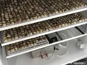 SUPER PREȚ! Ouă prepeliță proaspete + incubat (Japoneză/Polară)