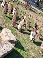 Rațe indiene alergatoare