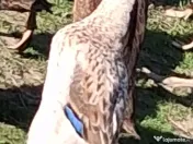 Rațe indiene alergatoare