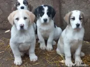 Căței asia centrală 