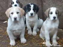 Căței asia centrală