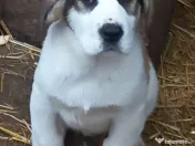 Căței asia centrală 