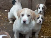 Căței asia centrală 