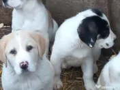 Căței asia centrală 