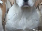 Căței asia centrală 