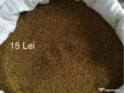 Sămânță de lucernă