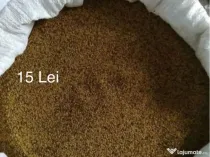 Sămânță de lucernă