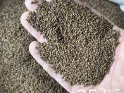 Sămânță de lucernă