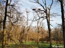 20 Ha Padure stejar la 10 km de Pitești