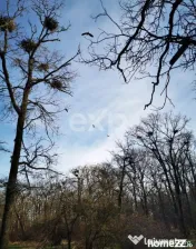 20 Ha Padure stejar la 10 km de Pitești