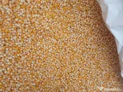 Porumb sămânță Fao 350 