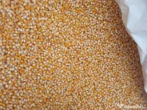 Porumb sămânță Fao 350