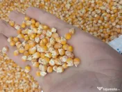 Porumb sămânță Fao 350 