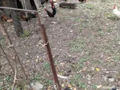 Găinușe și cocoșei pitici