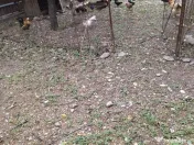 Găinușe și cocoșei pitici