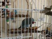 Vând papagal Micul Alexandru 