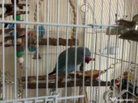Vând papagal Micul Alexandru 