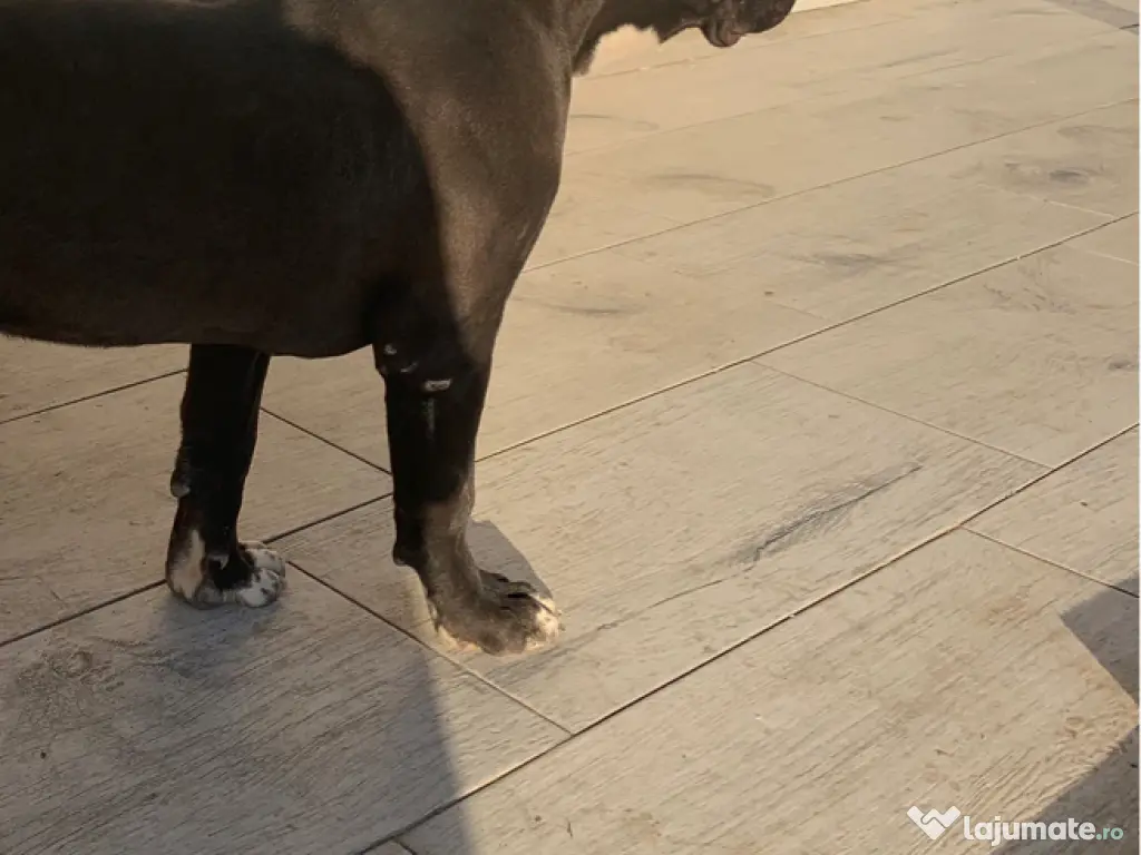 Disponibilă femelă American Bully