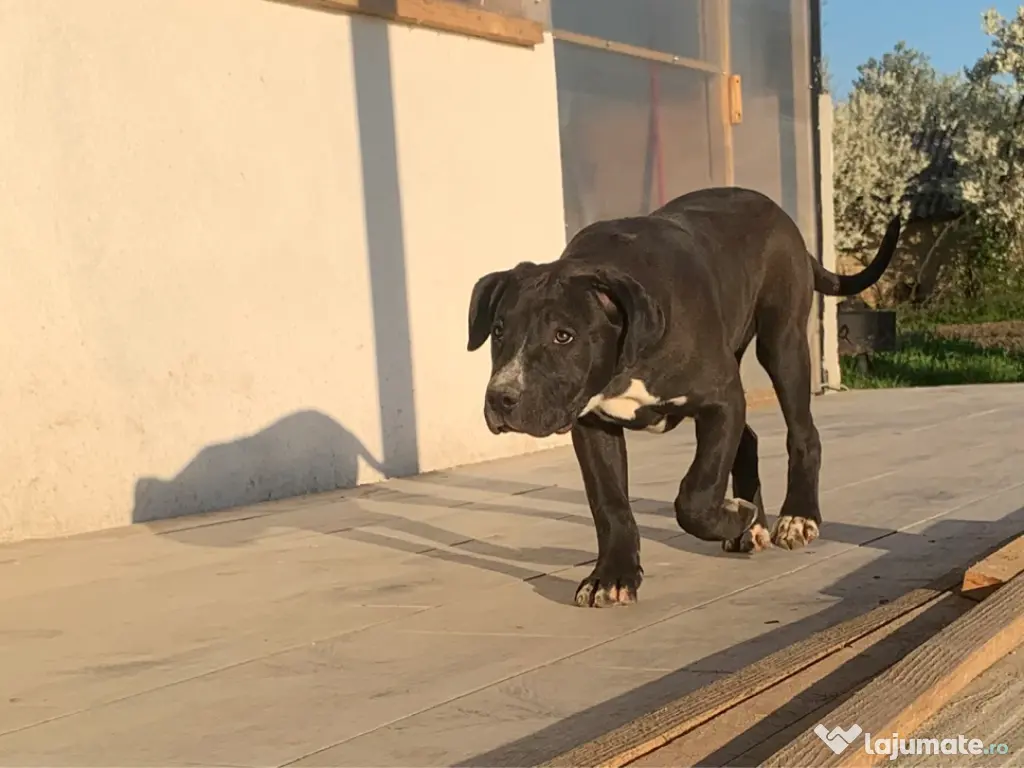 Disponibilă femelă American Bully