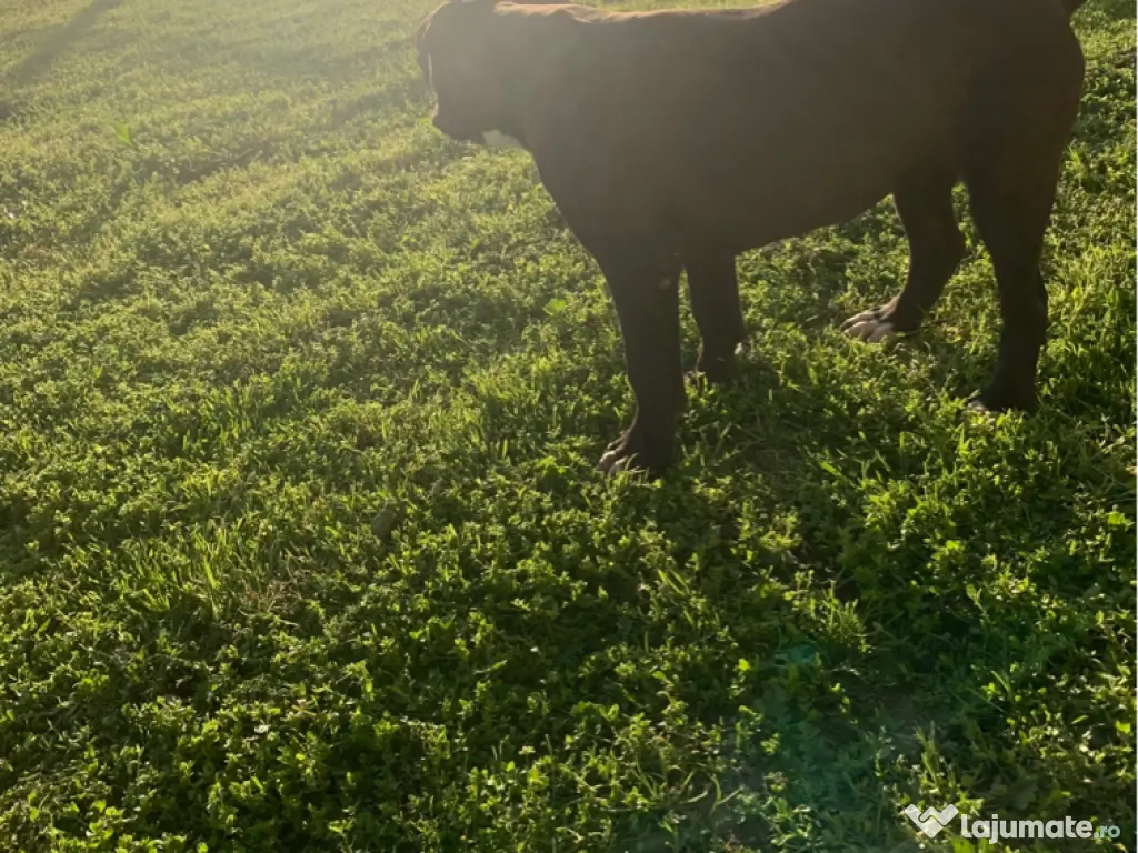 Disponibilă femelă American Bully