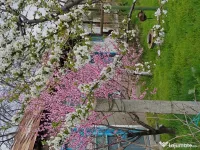 Somova-casa batraneasca 